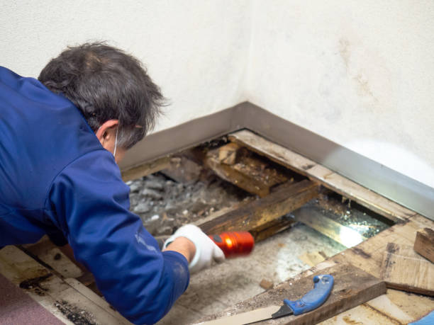 Best Attic Mold Removal  in Karnes City, TX