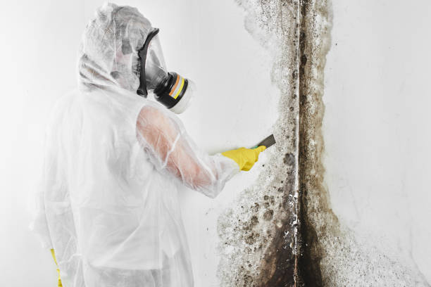Best Local Mold Removal Service  in Karnes City, TX