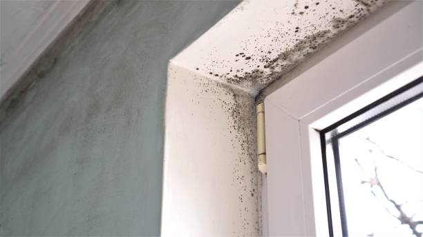 Best Commercial Mold Removal  in Karnes City, TX