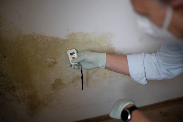 Professional Mold Removal in Karnes City, TX