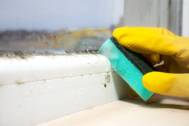 Home Mold Removal in Karnes City, TX