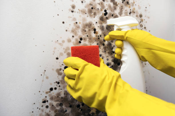 Best Mold Remediation Experts  in Karnes City, TX