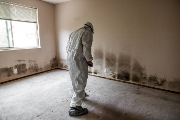 Mold Removal Process in Karnes City, TX