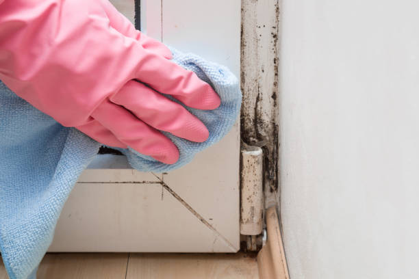 Best Same-Day Mold Removal  in Karnes City, TX